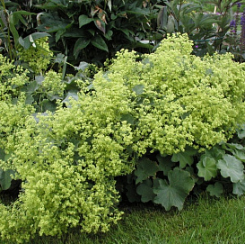 Манжетка мягкая (зеленолистная)