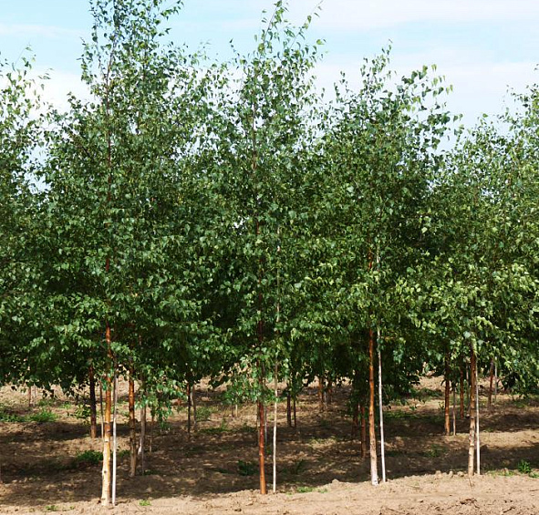 Береза повислая