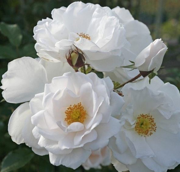 Роза 'Хелла' (плетистая)(кремово - персиковая)