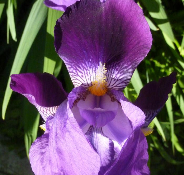 Ирис германский (бородатый) 'Сайн оф Лео' 