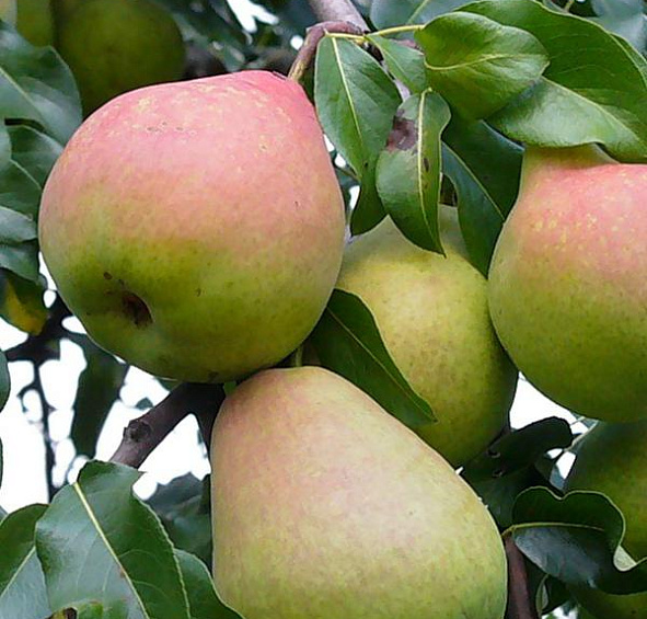 Груша 'Мраморная'