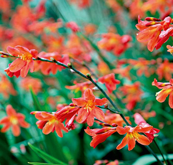 Крокосмия Кармин Бриллиант