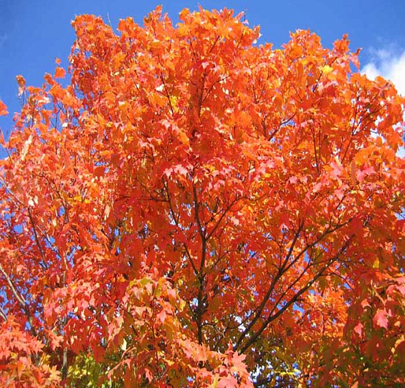 Клен сахарный (серебристый)