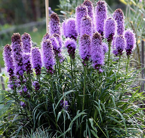 Лиатрис колосковый