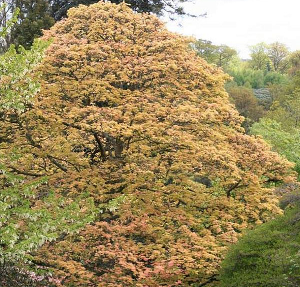 Клен ложноплатановый 'Бриллиантиссимум'