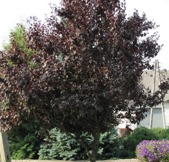 Слива мелкопильчатая Нигра