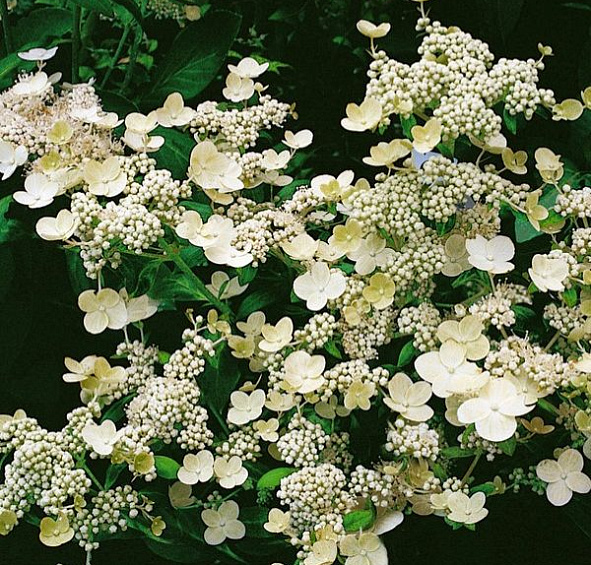 Гортензия метельчатая 'Дарума'