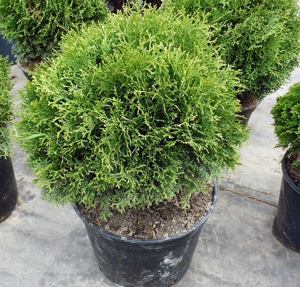 Туя западная 'Хозери'