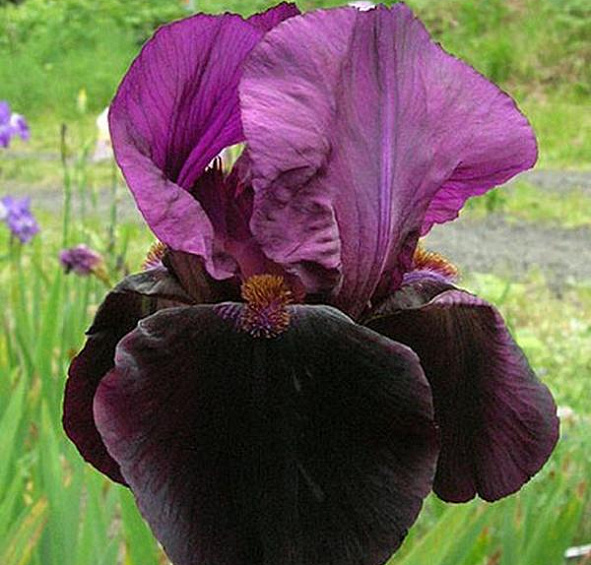 Ирис карликовый (гибридный) 'Дарк Овер'