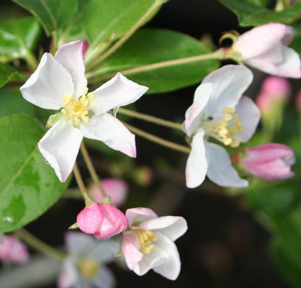 Яблоня Ред Сентинел