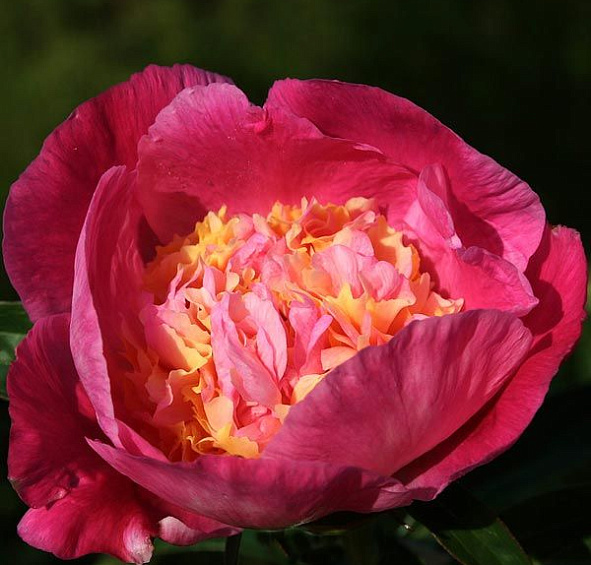 Пион молочноцветковый 'Владислава' (розовый анемоноцветный)