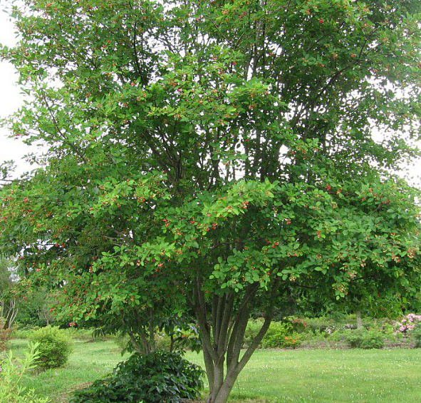 Ирга древовидная Робин Хилл (Robin Hill)