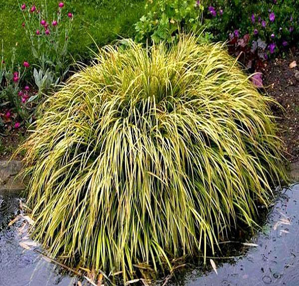 Аир злаковидный ‘Огон’