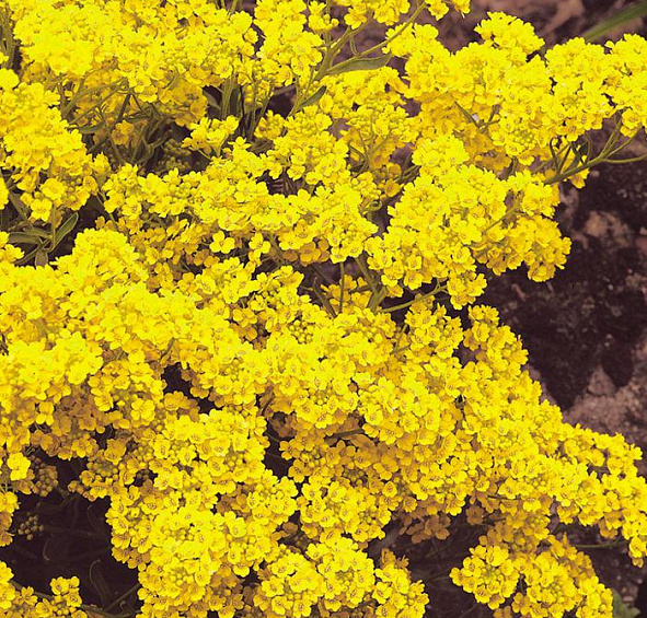 Алиссум скальный