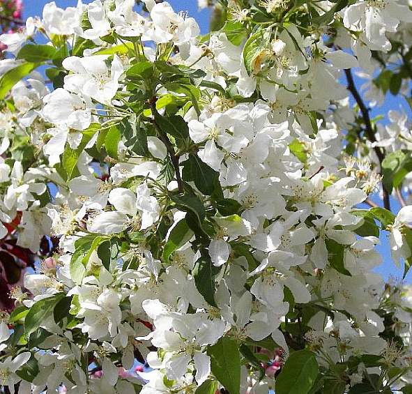 Яблоня декоративная 'Стрит Парад'