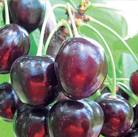 Черешня 'Речица'