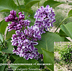 Фотоальбом Коллекция сиреней Коллекция сирени 09