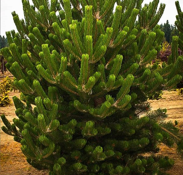 Сосна черная 'Орегон Грин'