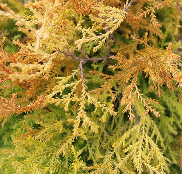 Туя западная 'Фаер Чиф'