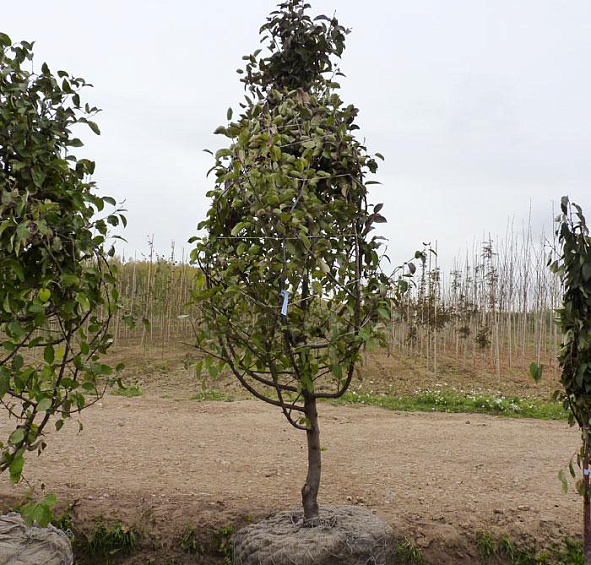 Яблоня домашняя 'Спартан'