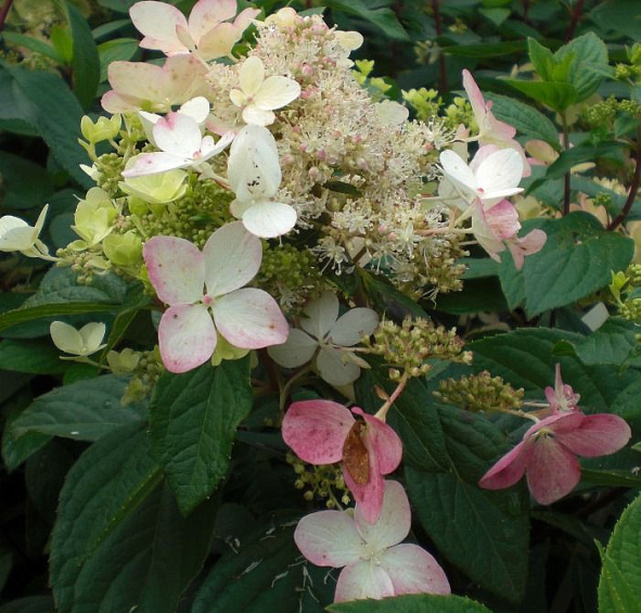 Гортензия метельчатая 'Ангел Блаш'