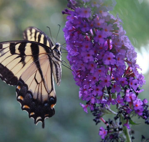 Буддлея Давида 'Нано Пурпл'