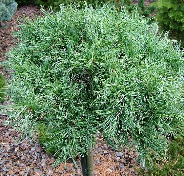 Сосна веймутова 'Грин Керлс'