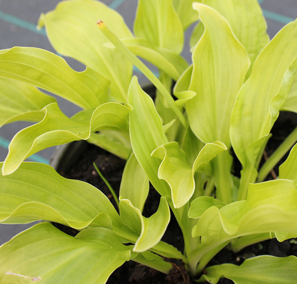 Хоста гибридная 'Либерти'