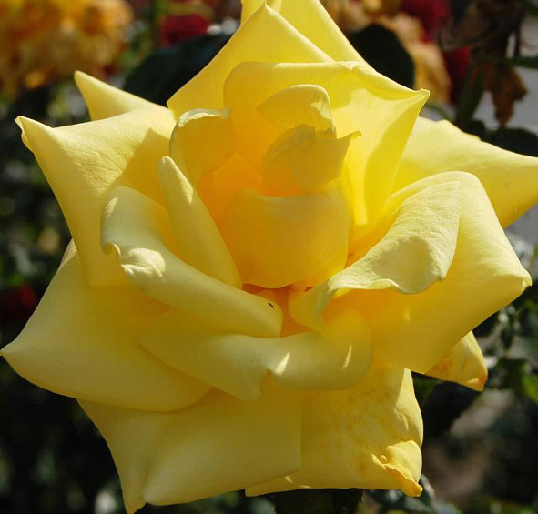 Роза Беролина (Berolina)