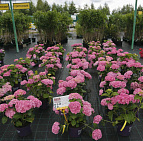 День Семьи, Любви и верности 2015 - садовый центр Южный
 День Семьи, Любви и верности 2015