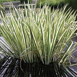 Аир болотный ’Вариегата’