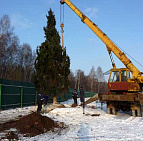 Фотоальбом Крупномеры Ели сербской (Picea omorica) 11 м. Фотография 7