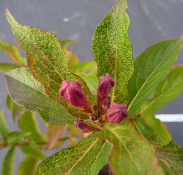 Вейгела цветущая 'Бристоль Руби'