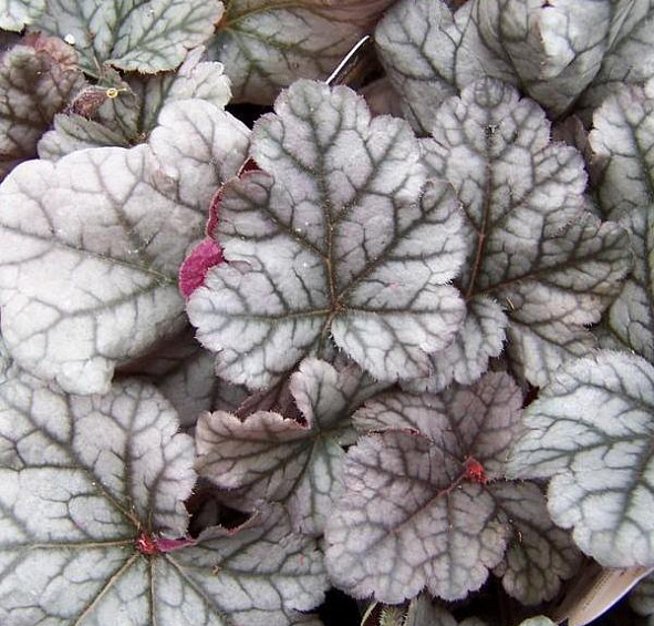 Циннабар Сильвер