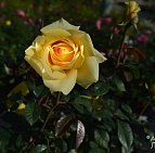 Сочный сентябрь 2015-го ПДК "ЮЖНЫЙ" 20