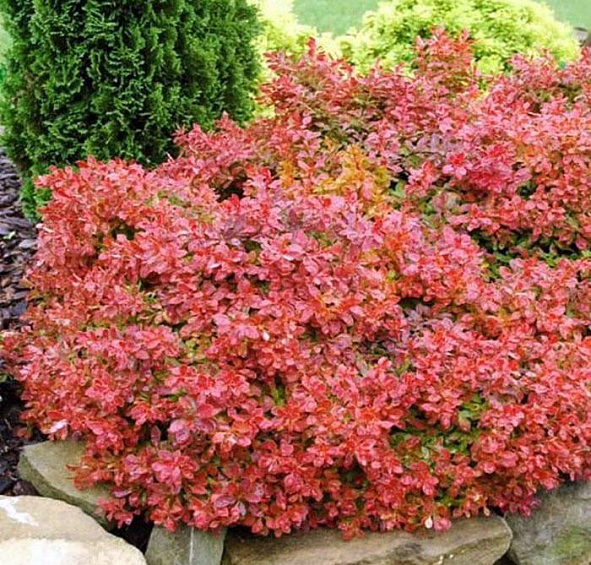 Барбарис Тунберга 'Адмирейшн'