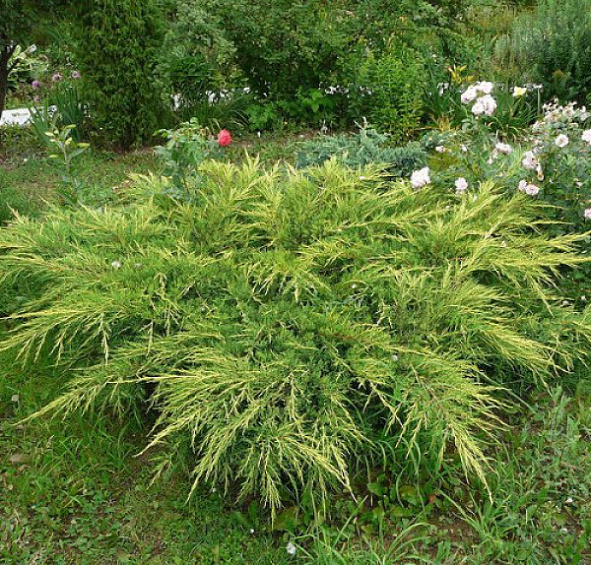 Можжевельник средний 'Голдкиссен'