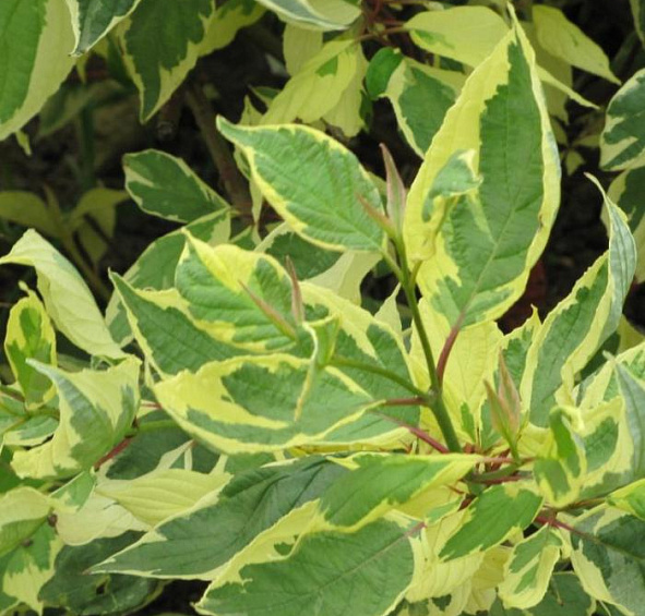 Дерен белый 'Крим Крекер'