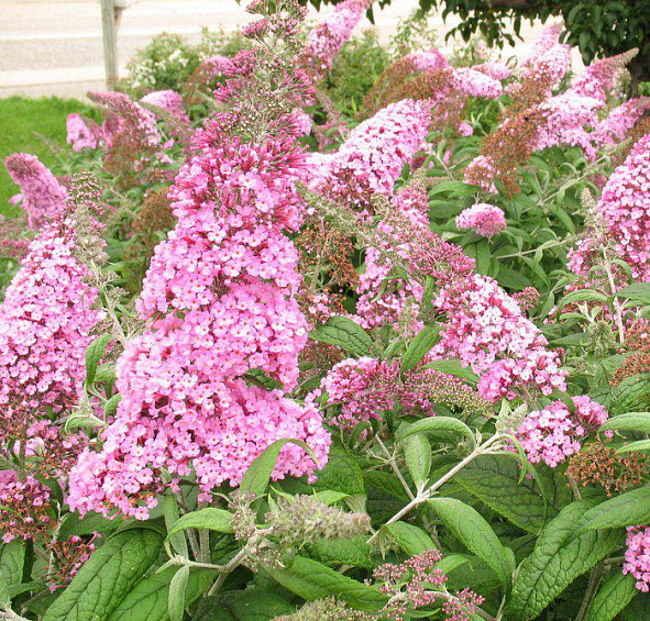 Буддлея Давида 'Пинк Делайт'