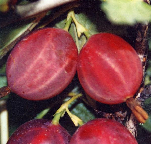 Крыжовник Русский красный