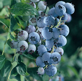 Голубика высокорослая 'Блюголд'