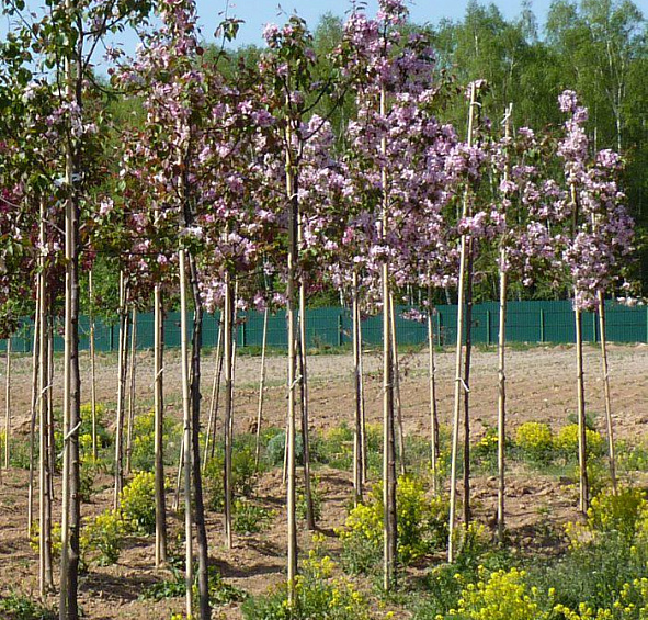 Яблоня декоративная 'Профьюжн'