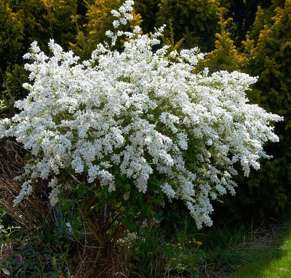 Экзохорда крупноцветковая 'Брайд'