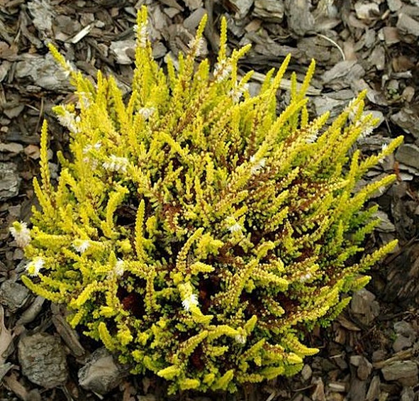 Вереск обыкновенный 'Ганновер' (белый лист желтый)