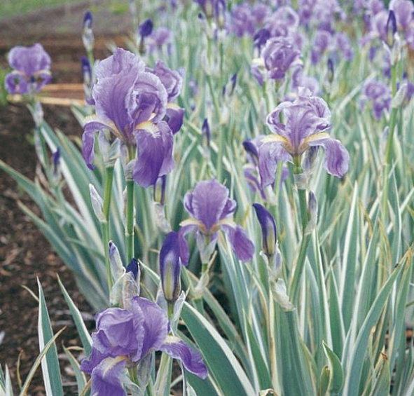 Ирис германский (бородатый) 'Вариегата' 