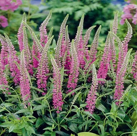 Вероника колосковая 'Пинк Гоблин'