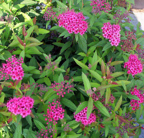 Спирея японская Бумальда 'Энтони Ватерер'