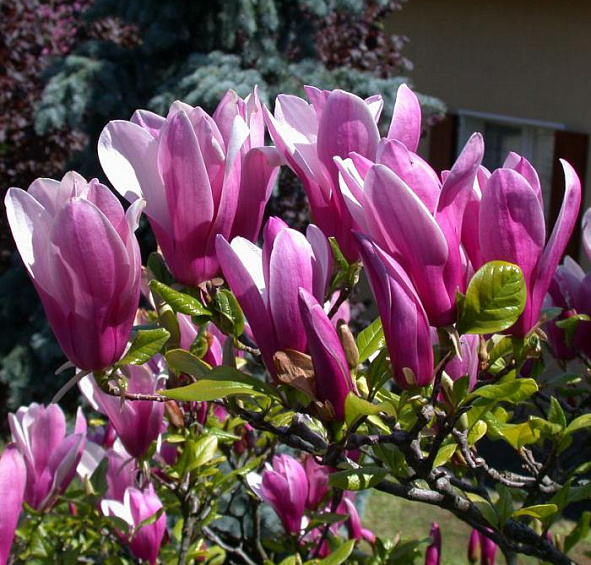 Магнолия 'Сусан'