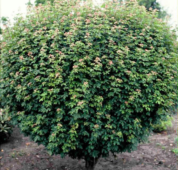 Клен полевой 'Нанум'