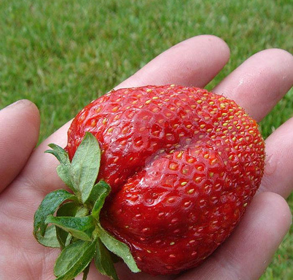 Земляника (клубника) 'Гигантелла'